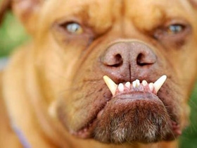 什麼原因导致的龅牙 仅供参考